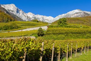 Vigneti Gewurtztraminer Cantina Tramin